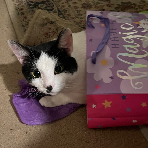 This is a Pet Friendly Closet! - Picture 3 of 6